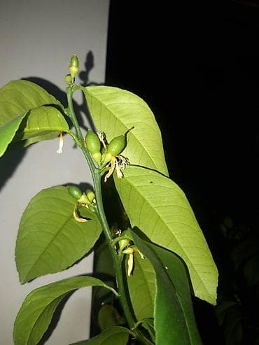 сулу урон: Лимон растение, отцвела, имеется более 30 плодов — 3