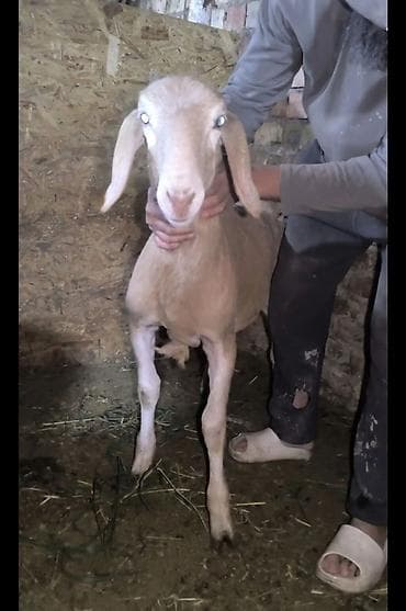 сокол птица цена: Продаю | Ягненок | Для разведения | Племенные — 7