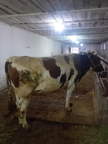 Ветеринар кызматы: Сатам | Бука (эркек) | Голштин, Швиц | Көбөйтүү үчүн | Жасалма жол менен боозутуу — 1