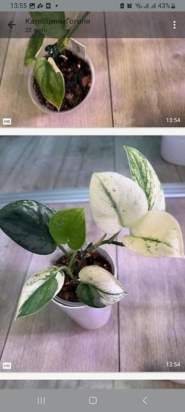 Женское счастье (Спатифиллюм): Сциндапсус (Epipremnum/Scindapsus) вариегатный в горшке. Особенности — 1