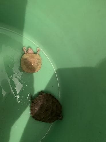 очень нужны: Водная черепаха (мелкие особи). - Вид: пресноводная, с тёмным — 2