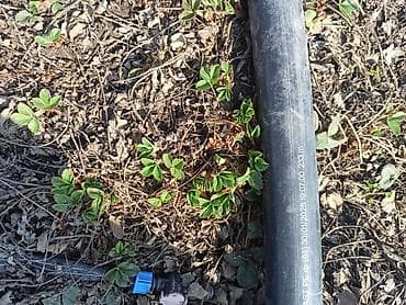 свежая клубника купить: Рассада садовой земляники (клубники) - Сильные многорожковые кустики — 1