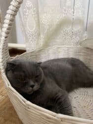 купить восточно европейскую овчарку: Шотландские вислоухие котята (окрас: сплошной серый/графит). На фото — — 2