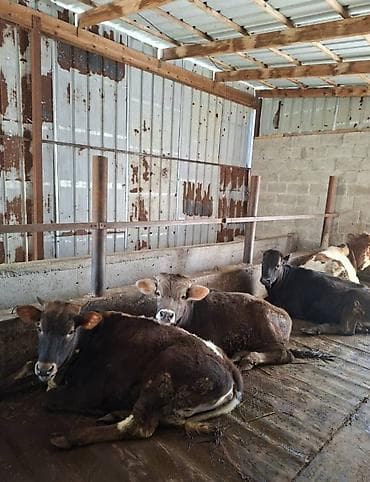 кой уй: Продаю | Бык (самец) | Швицкая, Симментальская | Для разведения — 1