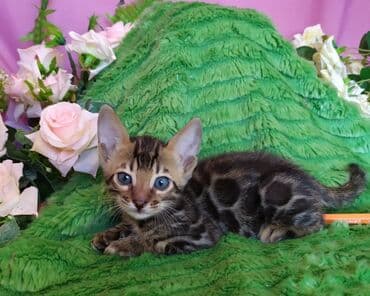 куда можно отдать собаку в бишкеке: Новые Бенгальские детки. Питомник Бен Гла Мур предлагает — 5