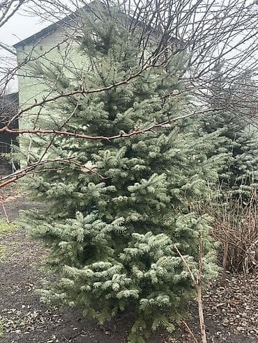 Семена и саженцы: Ель голубая (Picea pungens, «колючая»). - Декоративная хвойная с — 1