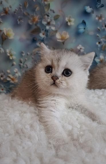 Скотиш Страйт (Шотландская прямоухая), 2 месяца, Девочка, Серебристая шиншилла, Приучена к лотку, Проглистована