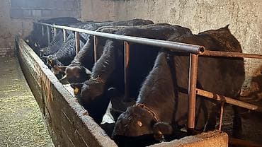 Продаю | Бык (самец) | На откорм | Привязанные