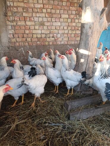 собаки в добрые руки: Порода: куры «Адлер» (белое оперение с чёрной окантовкой на шее — 9