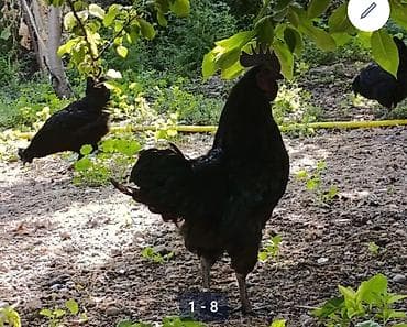 цыплята индюков цена: Продаю | Цыплята | Для разведения — 2