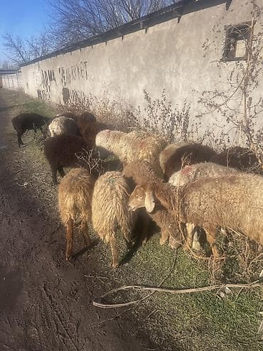 Продаю | Овца (самка) | Для разведения