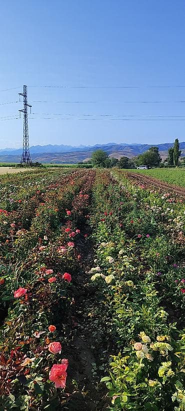 яйцо утиное: Саженцы садовых роз (кустарниковые/чайно-гибридные, флорибунда) — — 10