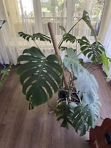 продам фикус: Монстера деликатесная (Monstera deliciosa) — крупное взрослое — 1