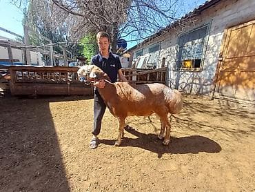 американский спаниель: Продаю | Баран (самец) | Для разведения | Осеменитель — 3