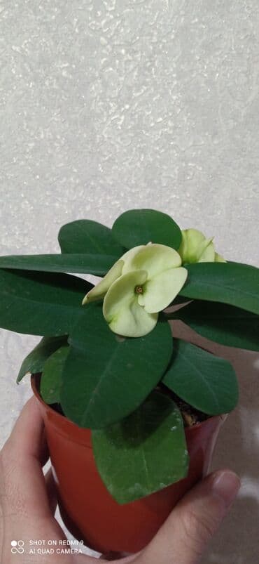 комнатные растения бишкек инстаграм: Тайский молочай — 1