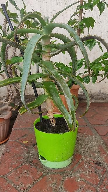 распродажа гаражная: Распродажа комнатных растений!🪴🌵🌱 в горшках от 150с.! — 8