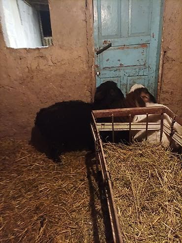 собака авчарка: Продаю | Овца (самка) | Гиссарская, Арашан, Романовская | Для разведения | Племенные — 7