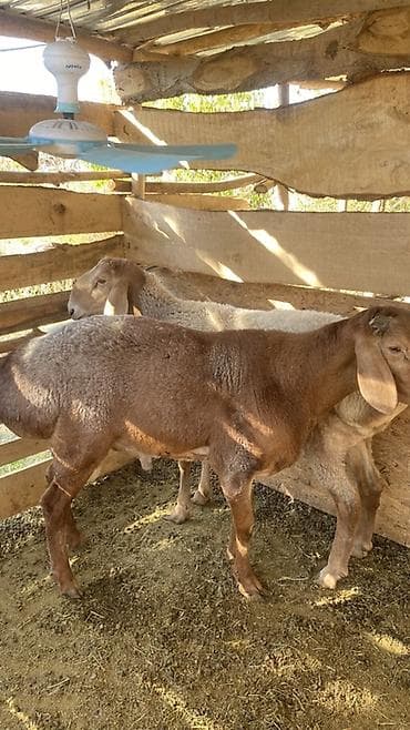 продам кента: Продаю | Баран (самец) | Арашан, Полукровка | Для разведения — 1