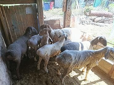 кой союшка: Продаю | Овца (самка) | Для разведения | Матка — 4