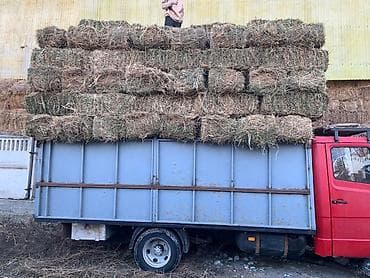 номер приюта для животных бишкек: Сено Беде чоп аралаш доставка и тушуруп жыйнап беребиз тикендерижок — 1