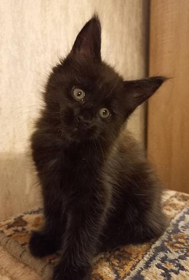 новорождённые котята: Котята мейн-кун готовы к переезду! Отличный помёт с шикарными — 5