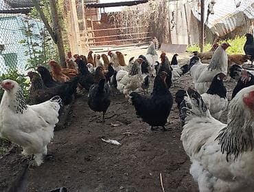 продаю цеплята: Продаю | Куры | Полубрама, Домашняя | Несушки — 9