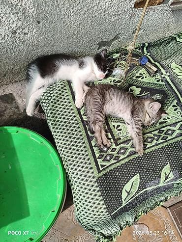 cat sofa: Отдам котят в хорошие руки
Девочки — 1