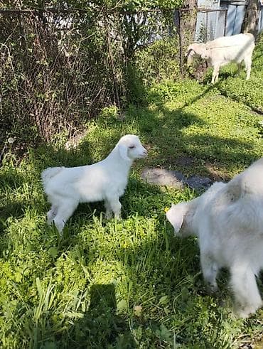 70 сом: Сатам | Улак | Заанен | Көбөйтүү үчүн | Асыл тукумдуу — 2