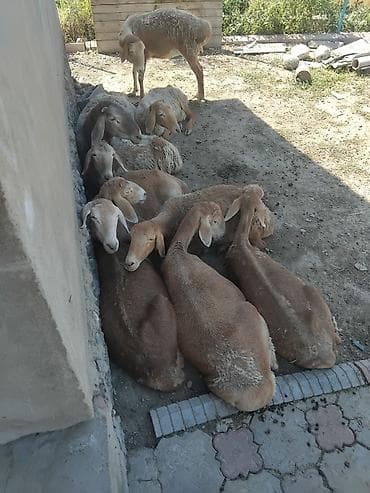 ракушка корм: Продаю | Овца (самка) | Для разведения | Матка — 3