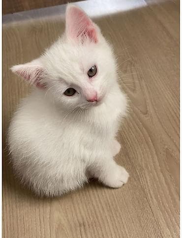 Продажа кошек: Ищу кошку,желательно 2-3 месяца белый без породная мальчик — 2