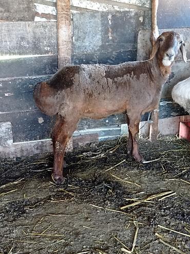 крыса белая: Продаю | Овца (самка) | Для разведения | Матка — 2