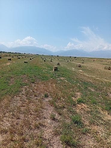 сухой молоко для телят: Сено в тюках - Кормовое сено, спрессованное в прямоугольные тюки и — 3