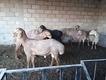 узи коров: Продаю | Овца (самка) | Для разведения | Племенные — 1