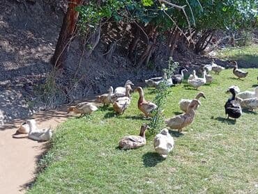 Продам уток Голубой фаворит и Агидель на мясо, нахожусь в