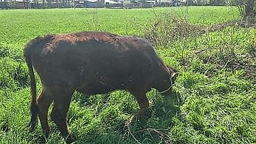 карликовые утки: Продаю | Тёлка | На откорм | Привязанные — 2