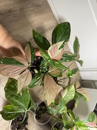 Сингониум Ред спот триколор Хороший вар Самовывоз 7 мкр - Уход — 3