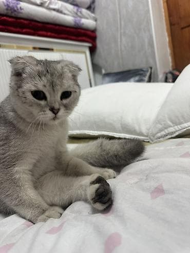 купить котенка шиншилла: Шотландская вислоухая кошка (Scottish Fold)

Отдам даром — 1