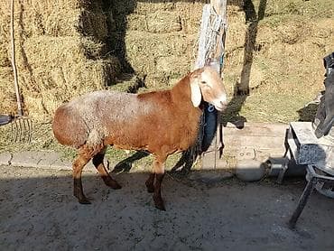 кошка манас: Продаю | Баран (самец) — 1