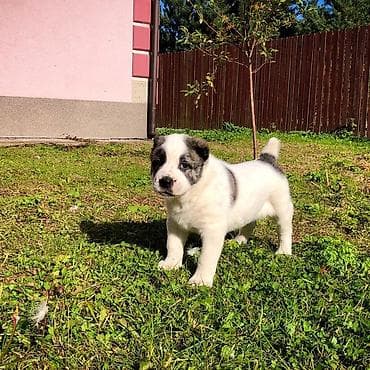 рынок собак в бишкеке: Собака даром: Алабай, 1 месяц, Самец — 3