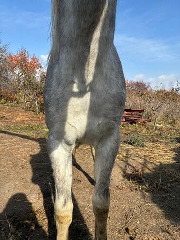 продажа пчёл: Сатам | Байтал | Ат спорту — 10