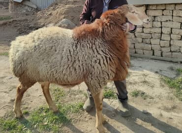 Продаю | Баран (самец) | Арашан | Для разведения | Осеменитель