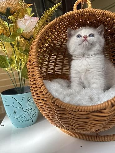 кошка шотланка: Скотиш Страйт (Шотландская прямоухая), 1 месяц, Девочка, Золотая шиншилла, Приучена к лотку, Проглистована, С документами — 10