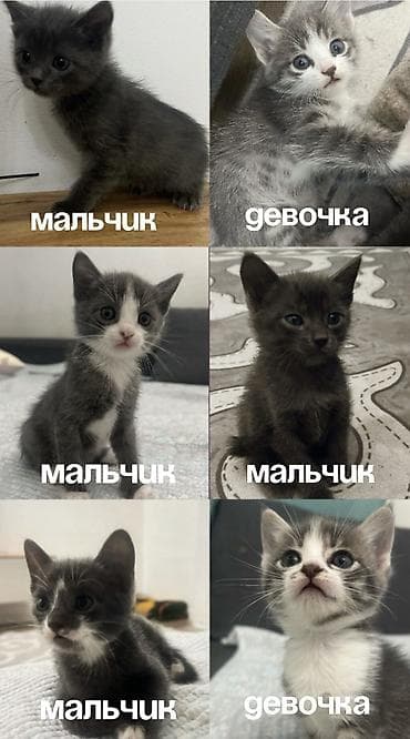 кот сиамский: Милые котята, возраст 1,5 месяца 🐾 Уже приучены к туалету, начинают — 1