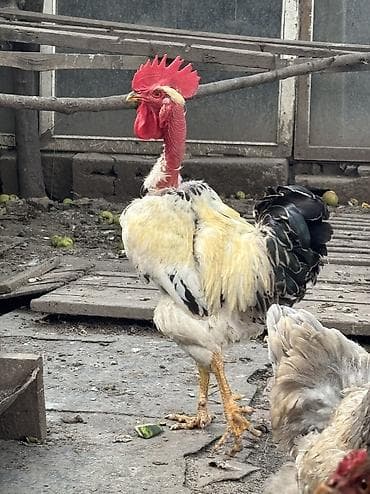 Птицы: Продаю голошеек, куры несутся, 3 курицы и один петух — 2