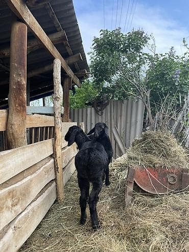 улака ат: Продаю | Овца (самка), Ягненок | Арашан | Для разведения | Племенные, Осеменитель, Ярка — 2