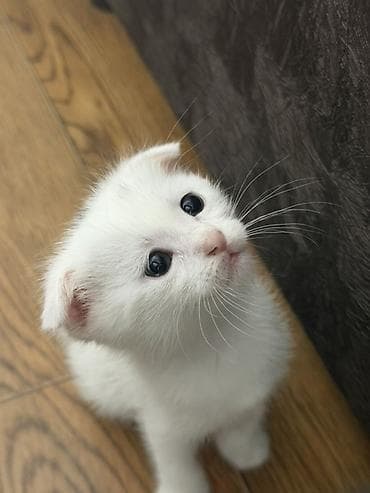 вислоухие котята купить: Шотландские вислоухие котята (Scottish Fold) Отдаю в добрые руки — 1