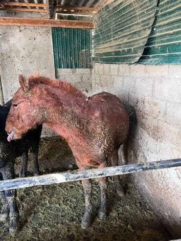 фарель ош: Продаю | Жеребенок | Для разведения — 2