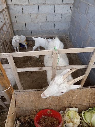 Продаю | Коза (самка) | Для разведения