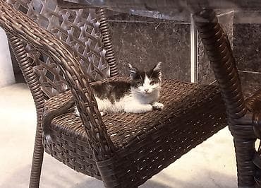 жалал абад кошки: Кошка даром: Беспородная, Мальчик — 1
