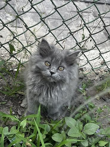 Продаю котенка шотландской породы помесь с британцем Котенку 2